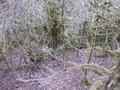 #5: Dense undergrowth
