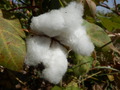 #9: Fluffy staple fiber of cotton
