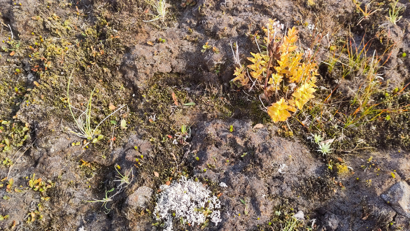 #09_vegetation on the ground near the CP