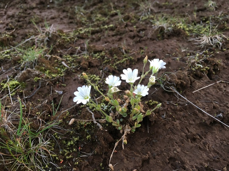 Flower nearby