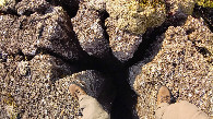 #8: rock interstice