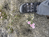 #10: Tiny flowers
