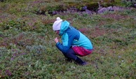 #6: Visitor collecting Blueberries