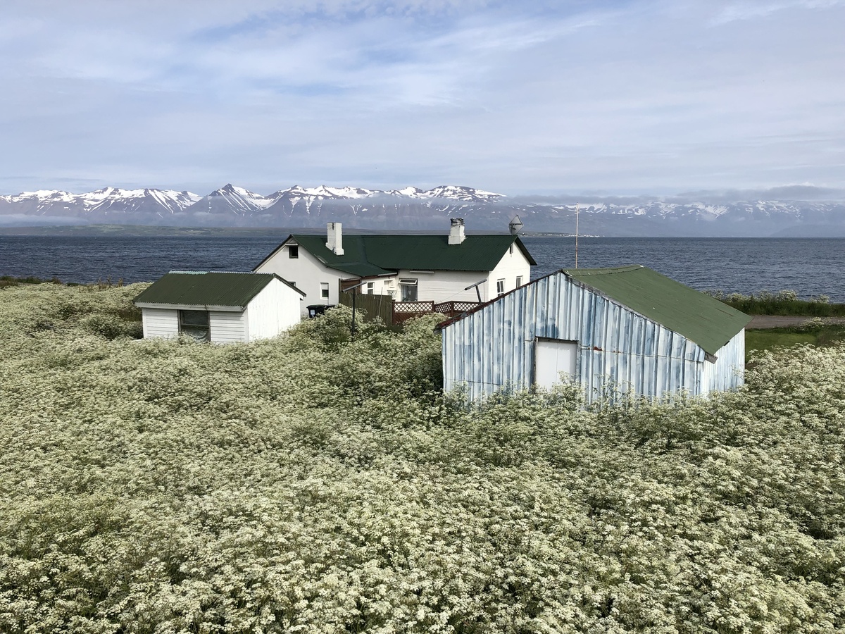 House in Flowers