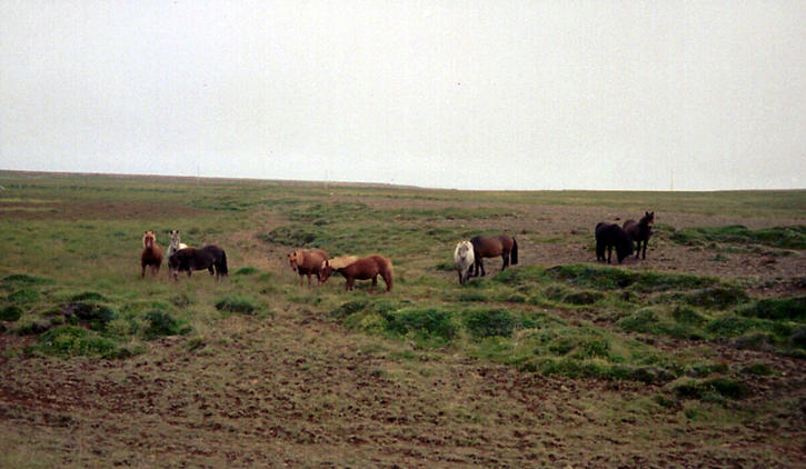 friendly Icelandic horses