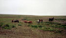 #6: friendly Icelandic horses