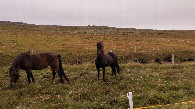 #11: iceland ponies