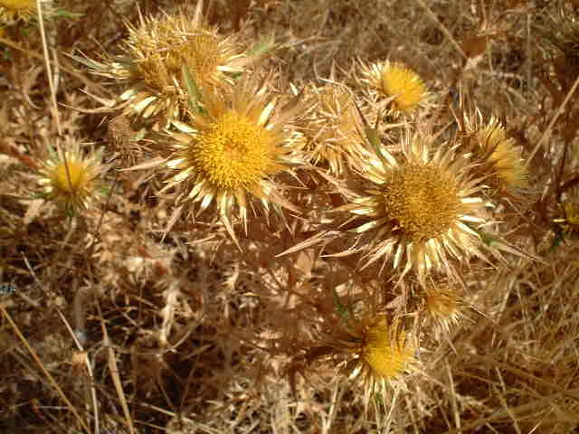 Thistle