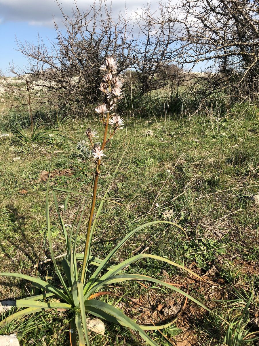 Flower at the Confluence