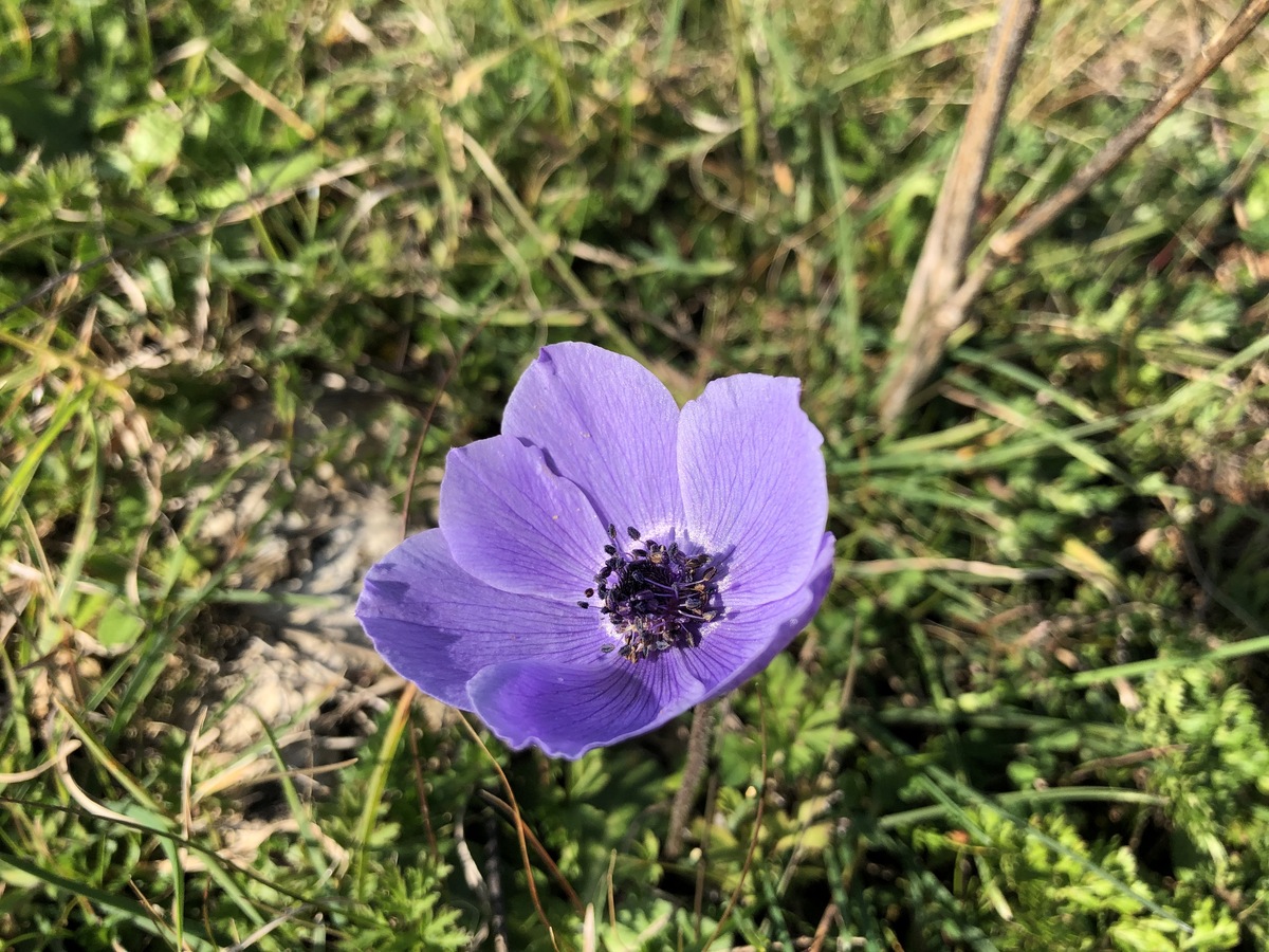 Another Flower at the Confluence