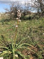 #10: Flower at the Confluence