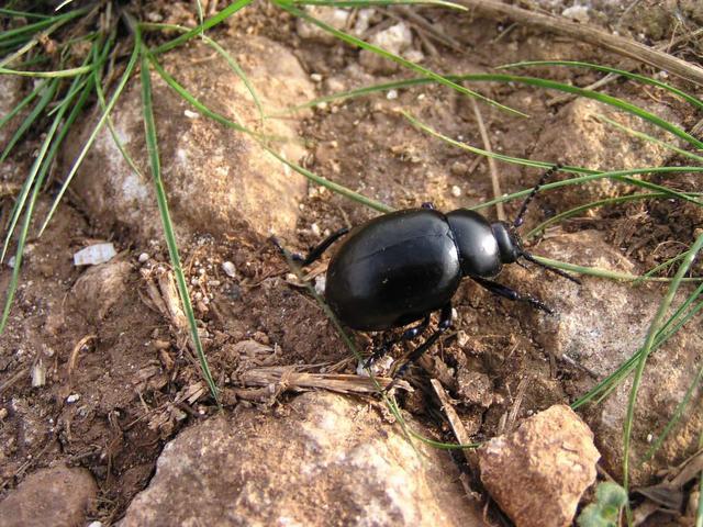 Beetle nearby the confluence