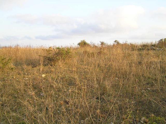 South view