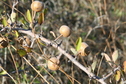 #7: Unidentified Fruit