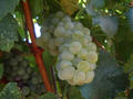 #7: Grapes