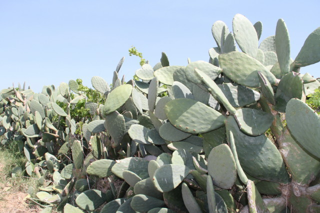 View to the North (and the Confluence cactus)