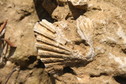 #7: Fossilised sea creature, a few metres from the CP