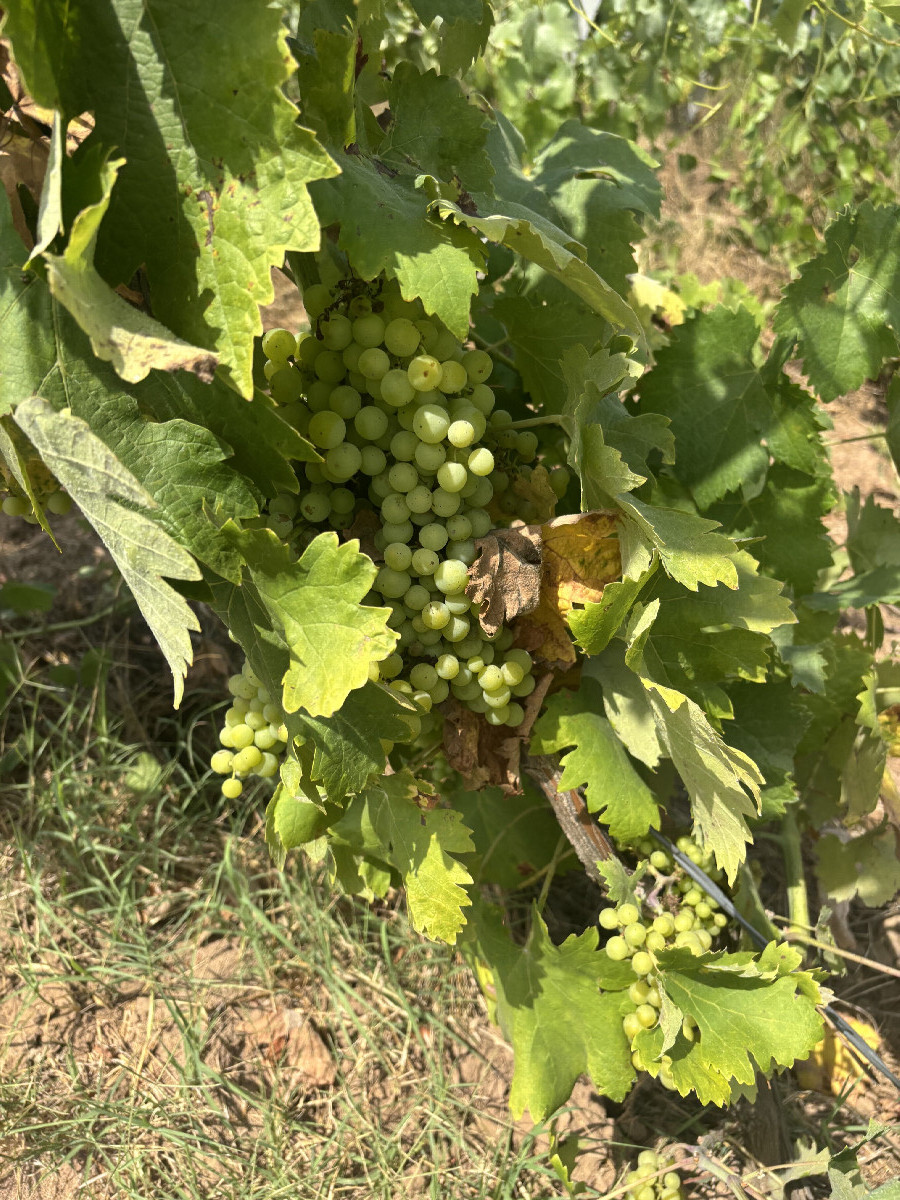Grapes!