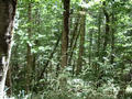 #4: I entered the forest here