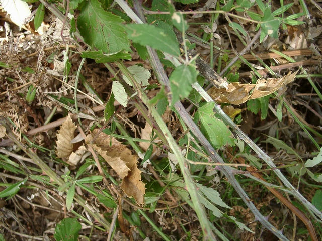 Thicket through which we had to crawl