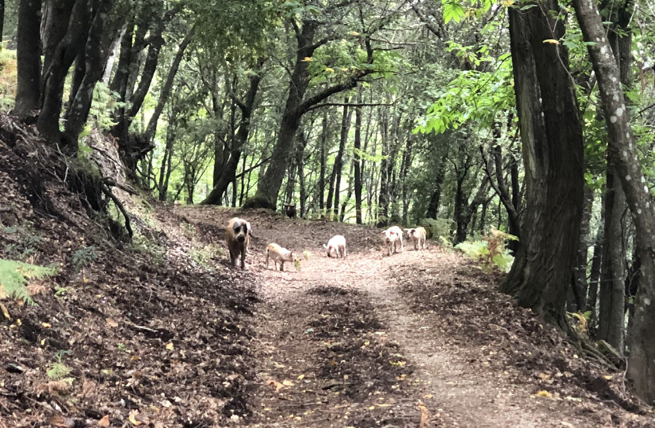 Wild Pigs Block the Way Ahead