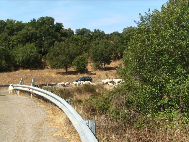 Schafherde am Auto / Sheep around the car