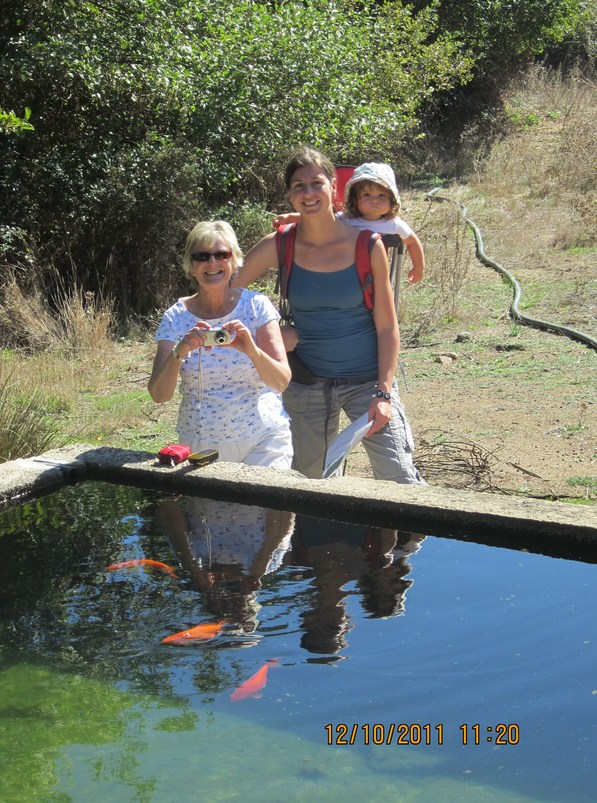 The large water trough complete with Goldfish!!