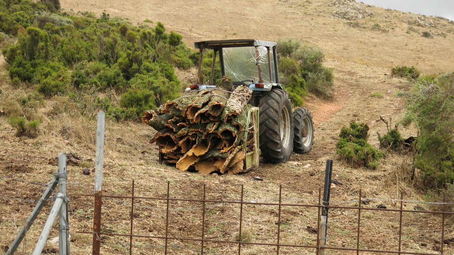 Harvested cork