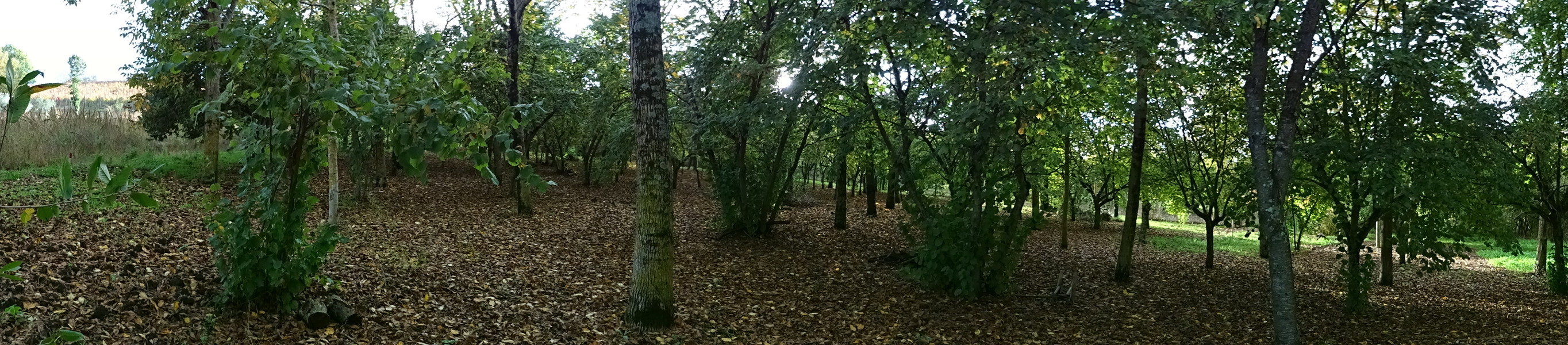 ESW Panoramic picture from the point