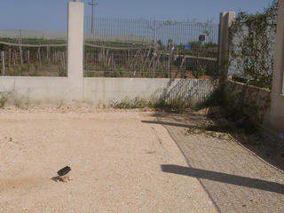 #1: Gravel surface in a partly finished compound with wineyard