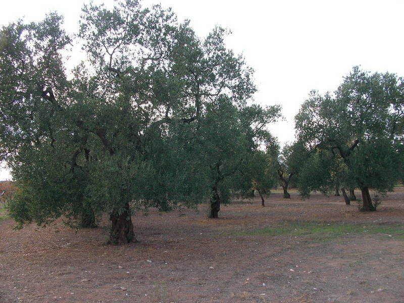 Olives harvest in the area. Olivares de la zona