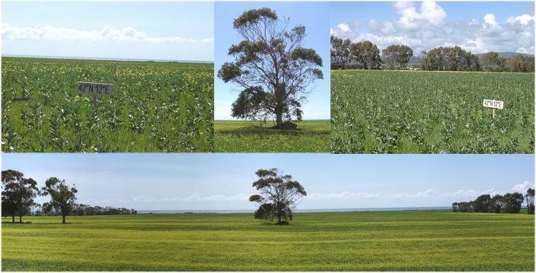 View from CP to Tyrrhenian Sea & NORTH with reference tree