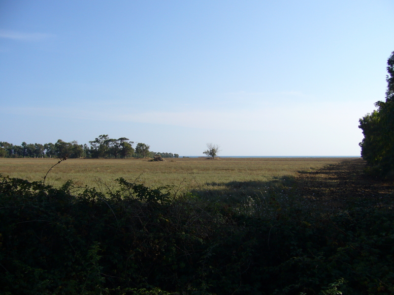 View south towards the Point right of the single tree.