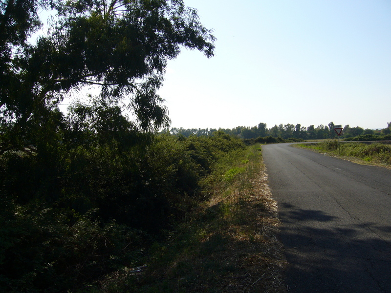 View west along the driveway.