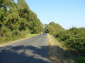 #2: View east along the driveway. Note the thick and thorny bush!