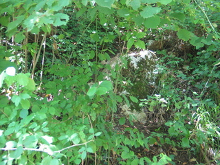 #1: View West - 50 m uphill to reach the CP