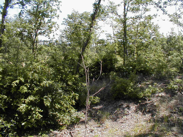 Shooting range in the valley