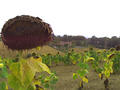 #4: Sunflowers field