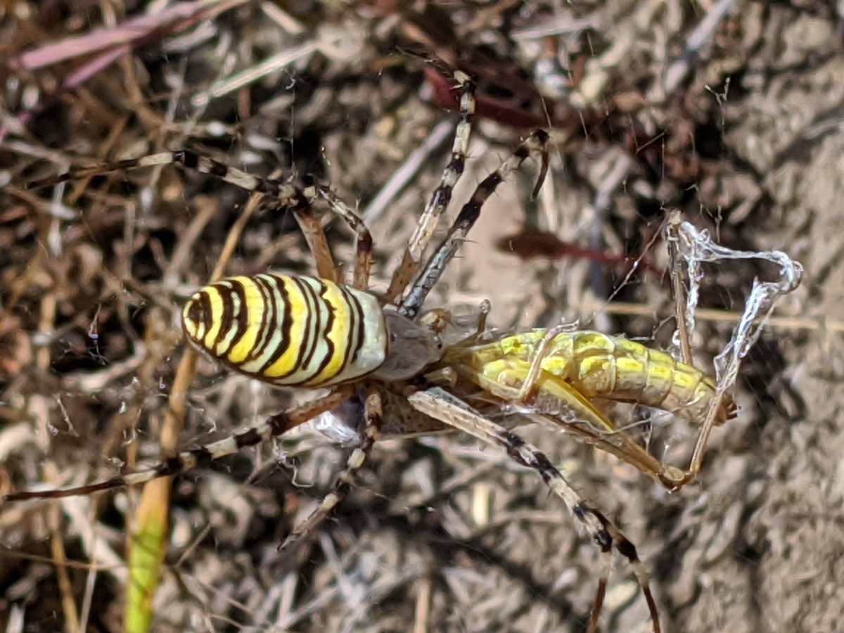 Scary looking Spider!