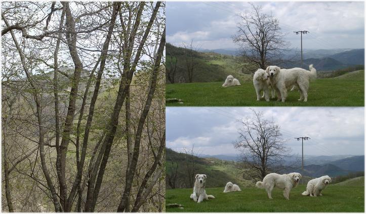 900m west of CP, watch the dogs in your way around the CP