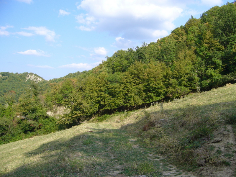 View towards the Point in the woods in about 130 metres