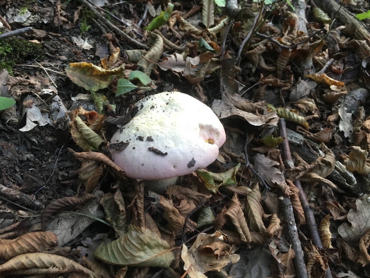 Confluence mushroom