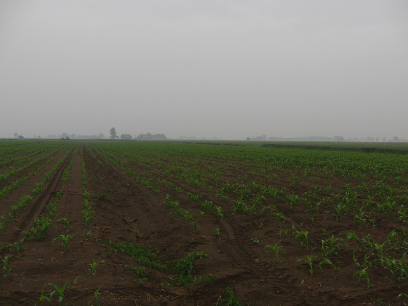 Confluence in the cornfield - southwest (1/3 right side)