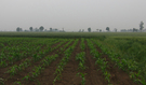 #2: Field northeast