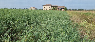 #7: Alfalfa (dt. Luzerne) growing at the field close to the estate