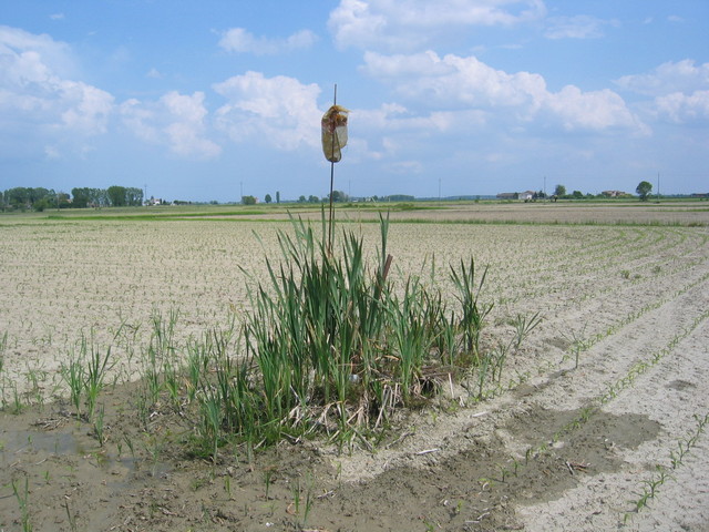 Water Point for Irrigation