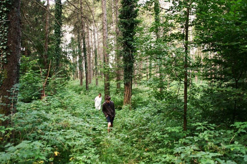 The forest on the way to the point