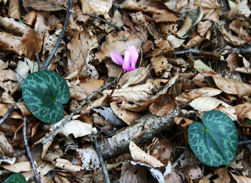 Cyclamen