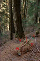 #2: look to northeast - trees ....