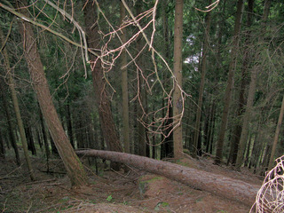 #1: Looking North - point is on the fallen tree